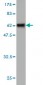 SLC25A11 Antibody (monoclonal) (M01)